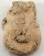 Pilgrim's Ampulla Pilgrim's Ampulla