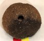 Neolithic-Bronze Age Spindle Whorl Neolithic-Bronze Age Spindle Whorl