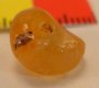 Persian Bead Persian Bead